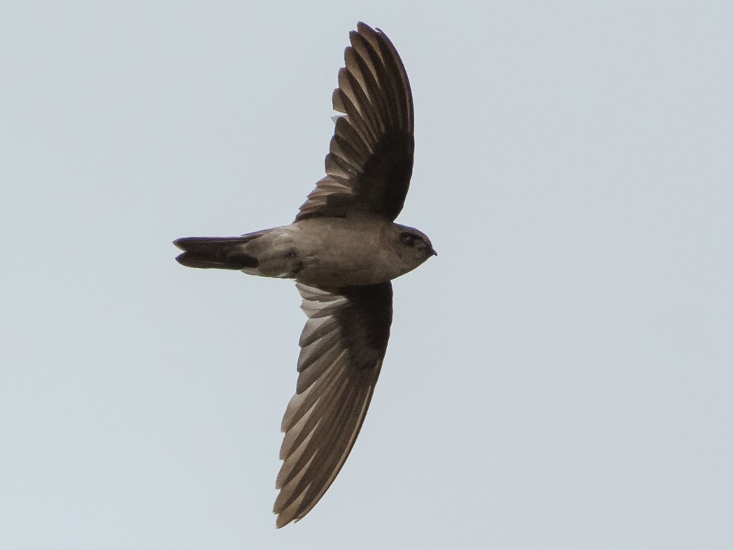 White-nest Swiftlet - Saurabh Sawant