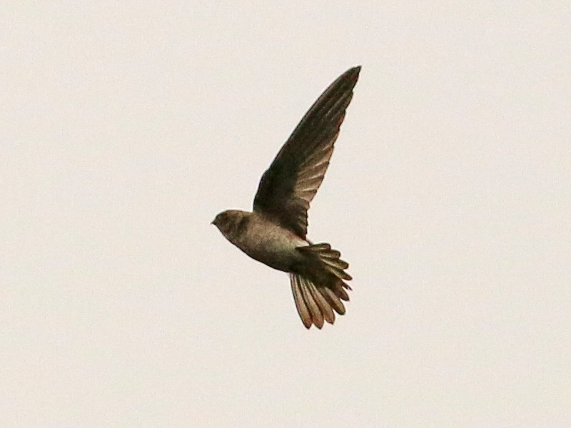 White-nest Swiftlet - Tommy Pedersen