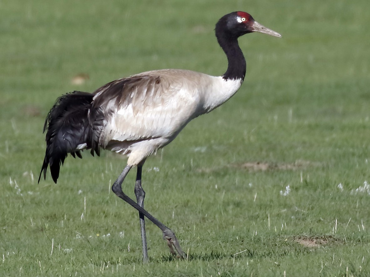 Black Necked Crane Ebird