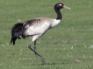  - Black-necked Crane