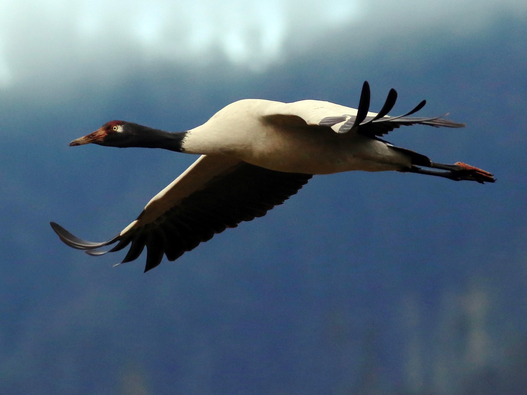 Black-necked Crane - Peter Hosner
