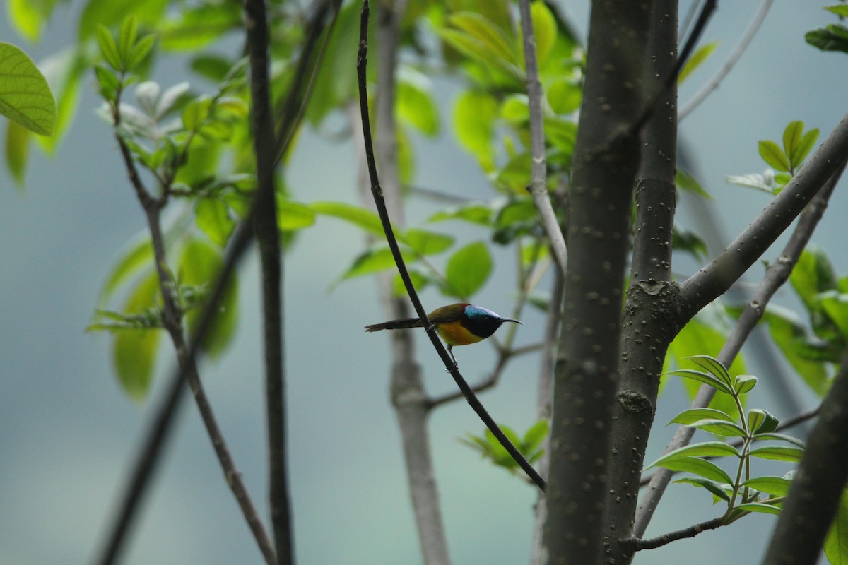 Green-tailed Sunbird - ML160188011