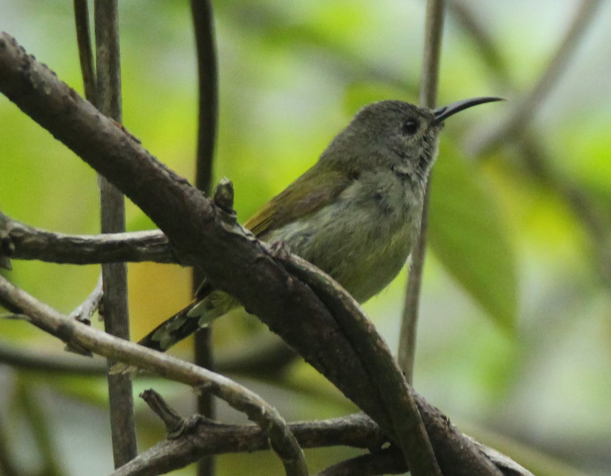 Green-tailed Sunbird - ML160188051