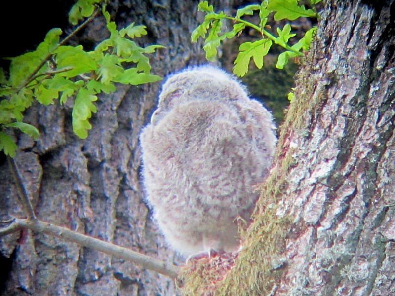 Tawny Owl - ML160188461