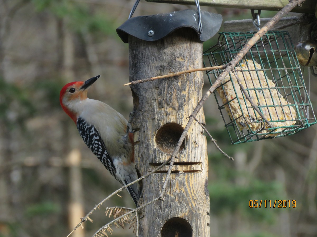Red-bellied Woodpecker - ML160188581