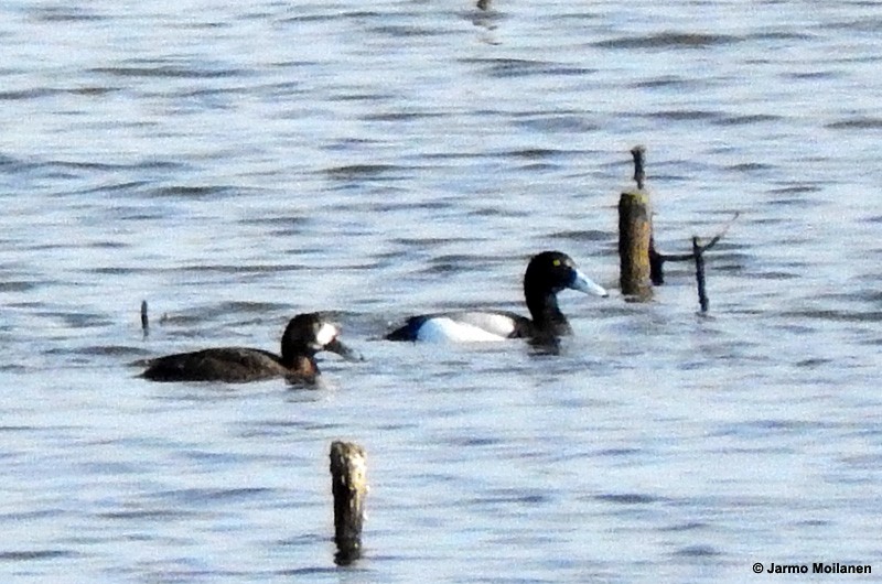 Greater Scaup - ML160188631