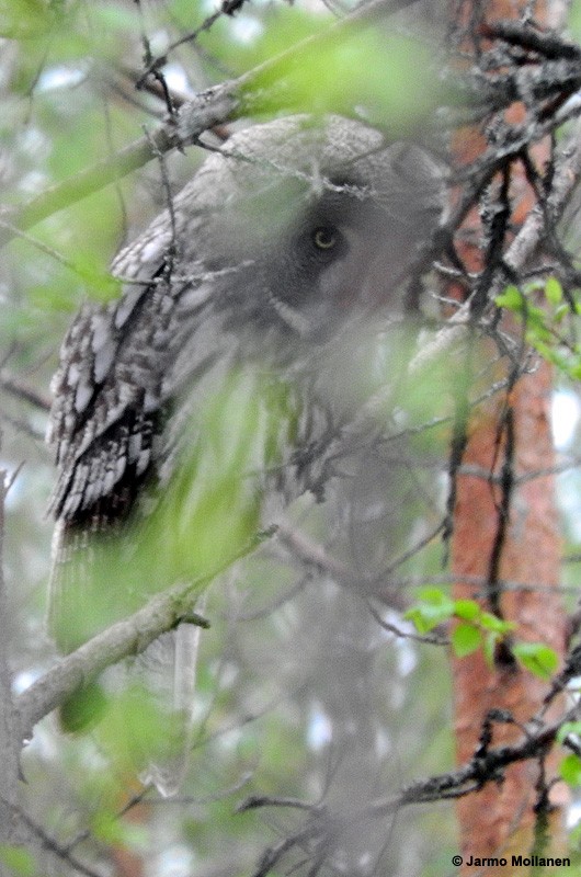 Great Gray Owl - Jarmo Moilanen
