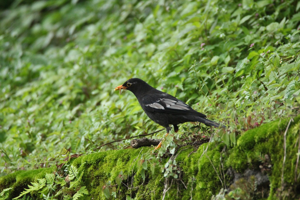 Gray-winged Blackbird - ML160188861