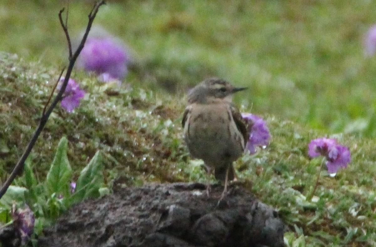 Rosy Pipit - ML160189441