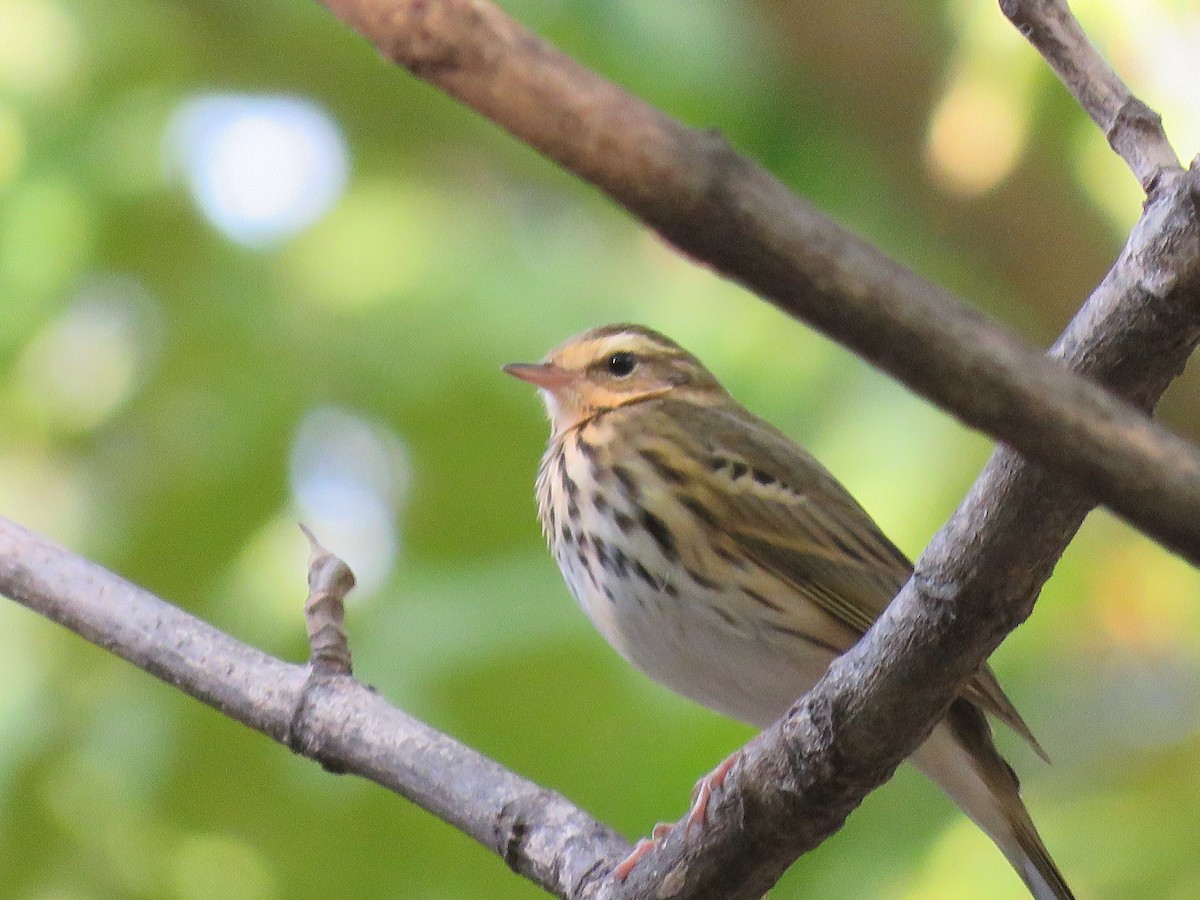 Olive-backed Pipit - ML160189831