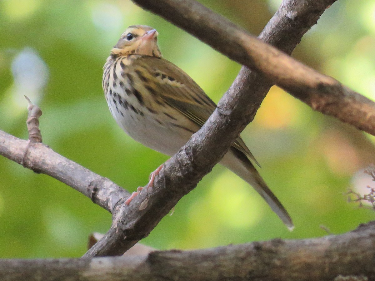 Olive-backed Pipit - ML160189841