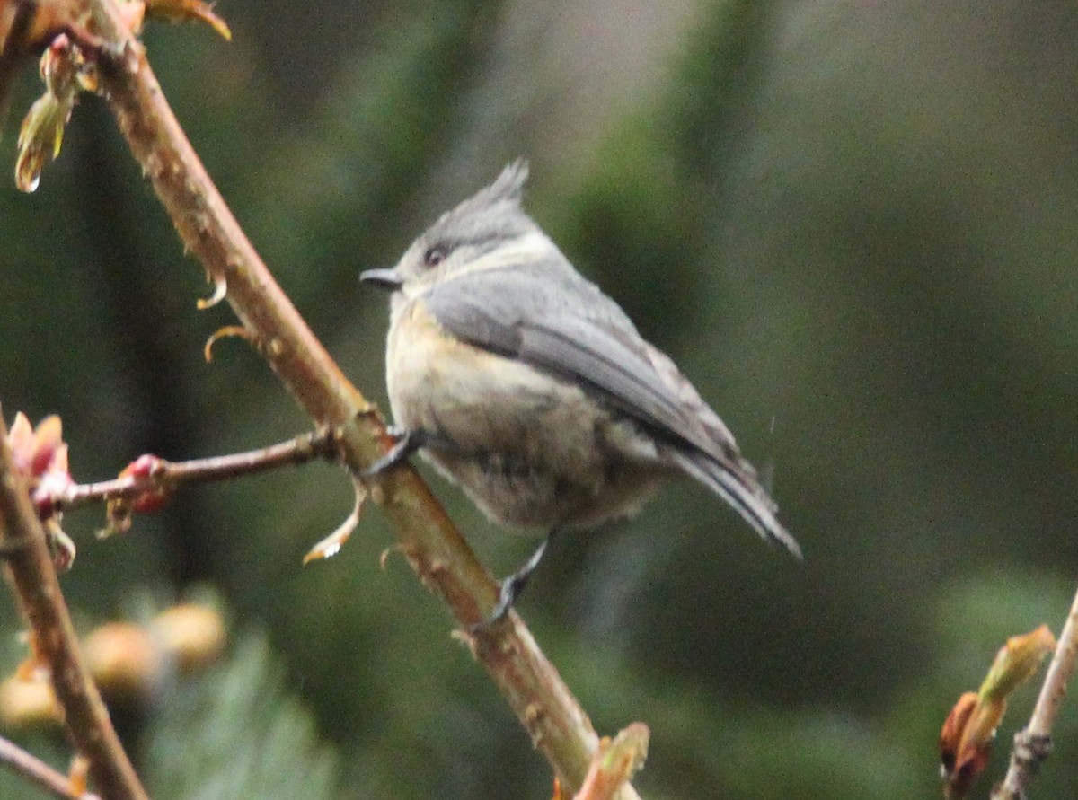Gray-crested Tit - ML160190091