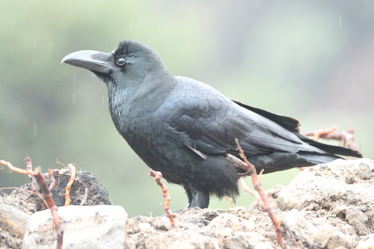 Large-billed Crow - ML160190361