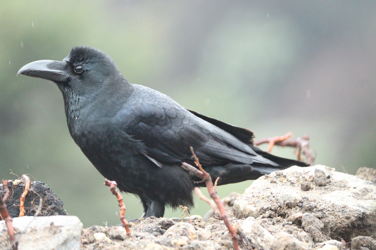 Large-billed Crow - Praveen  Kumar