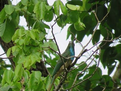 Blue-bearded Bee-eater - ML160190631