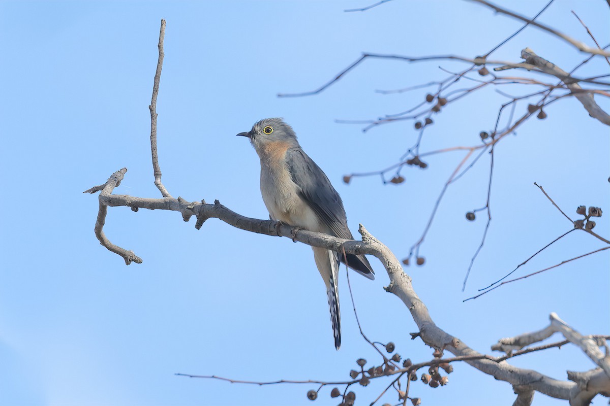 Fan-tailed Cuckoo - Athena Georgiou