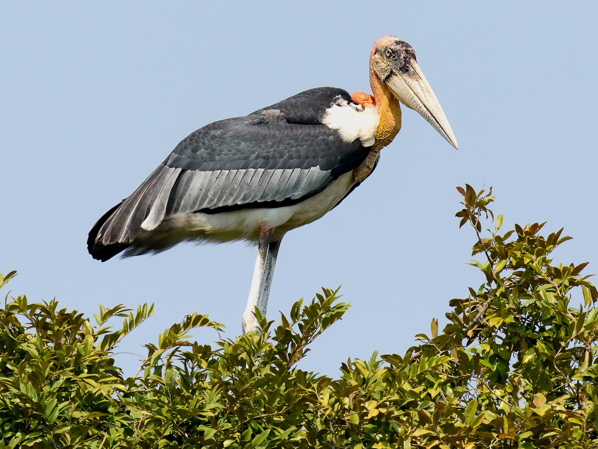 Greater Adjutant - George Pagos