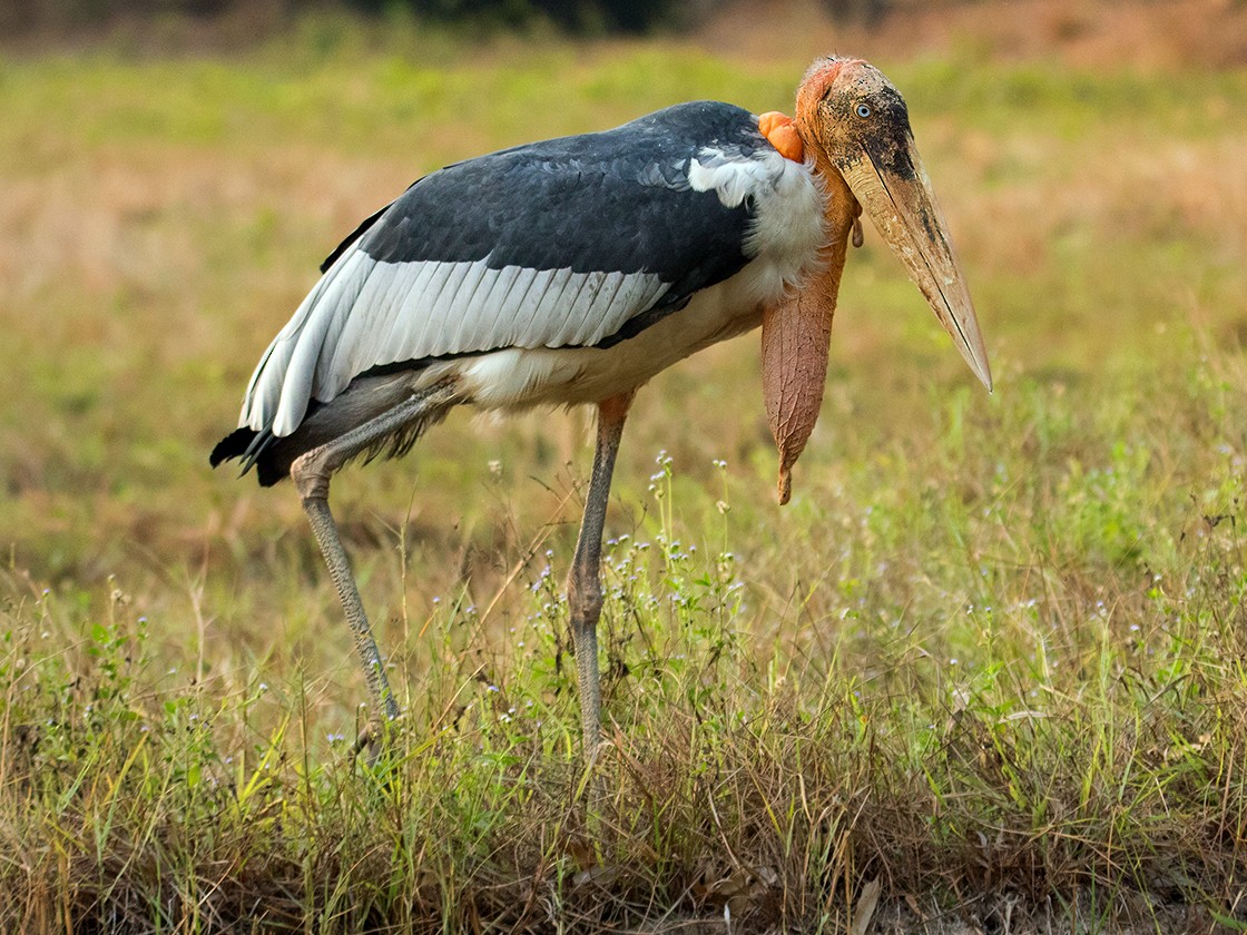 Picture of Greater adjutant