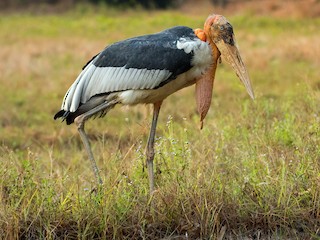  - Greater Adjutant