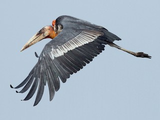 オオハゲコウ - eBird