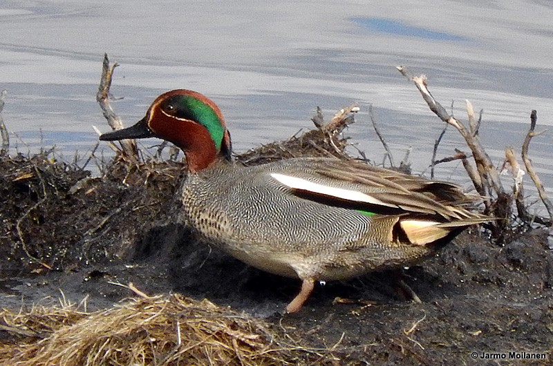 Green-winged Teal - ML160192391