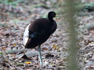  - Pale-winged Trumpeter