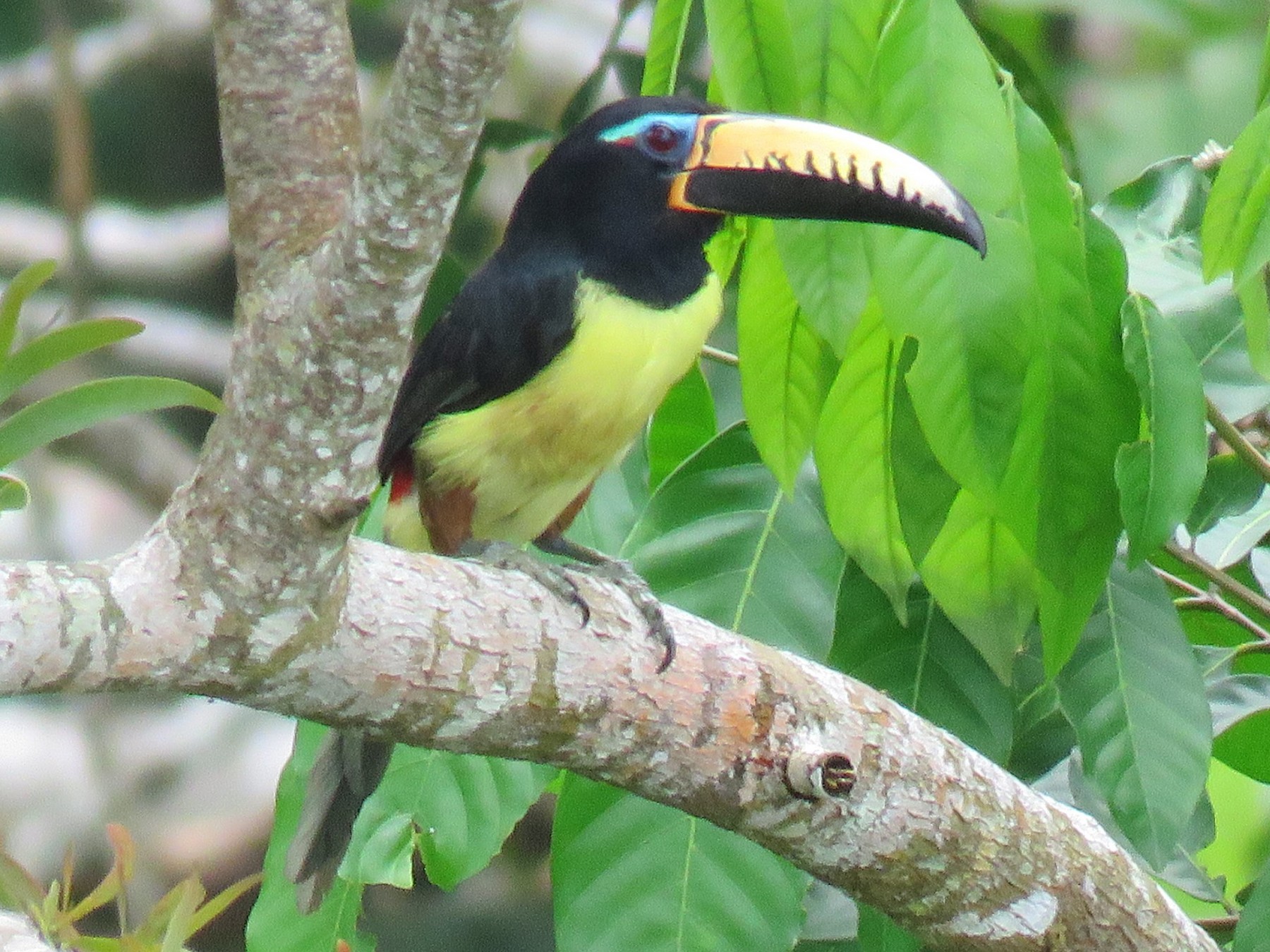 Lettered Aracari - Colin Dillingham