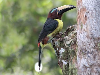  - Lettered Aracari