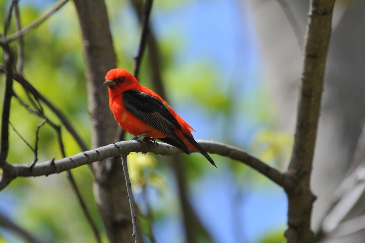 Scarlet Tanager - ML160195811