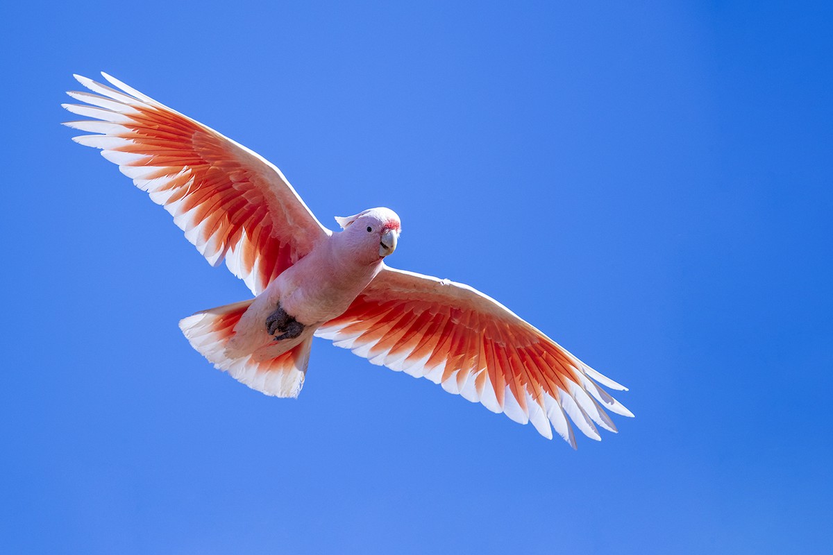 Pink Cockatoo - Laurie Ross | Tracks Birding & Photography Tours