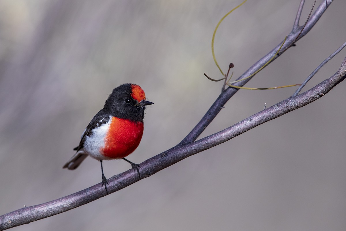 Red-capped Robin - Laurie Ross | Tracks Birding & Photography Tours