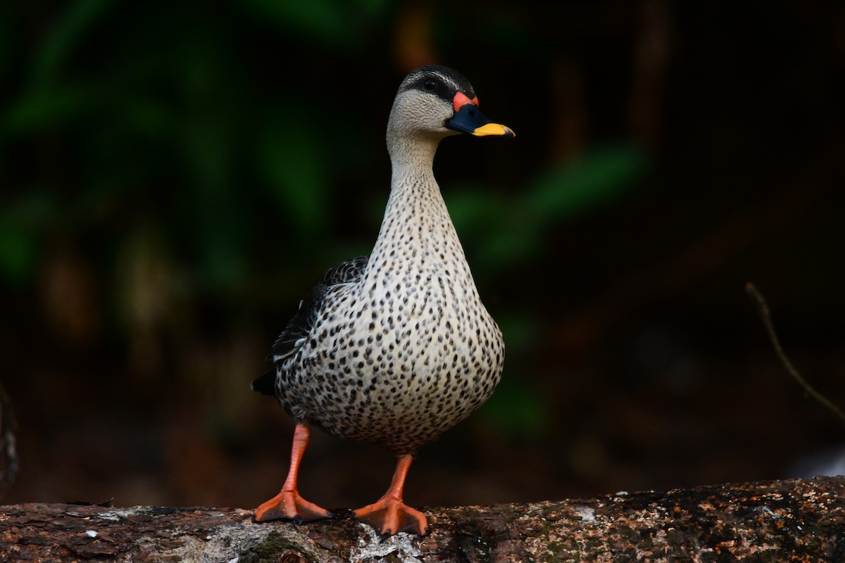 Indian Spot-billed Duck - ML160198291