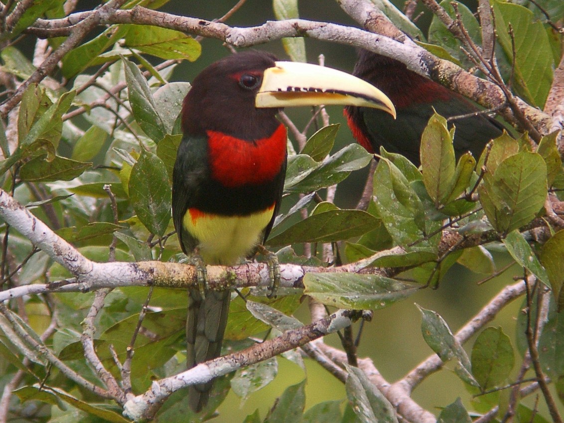 Ivory-billed Aracari - Scott Olmstead