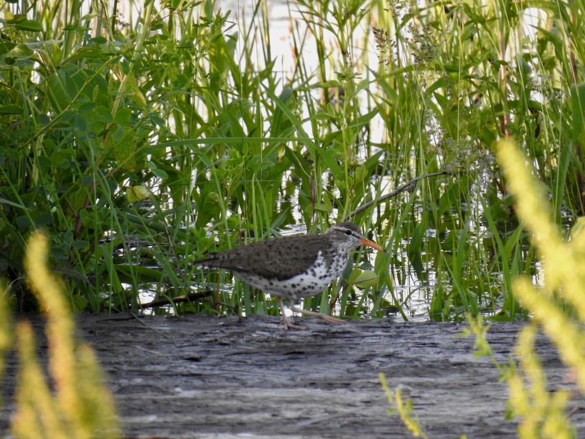 Spotted Sandpiper - Joey Magerl