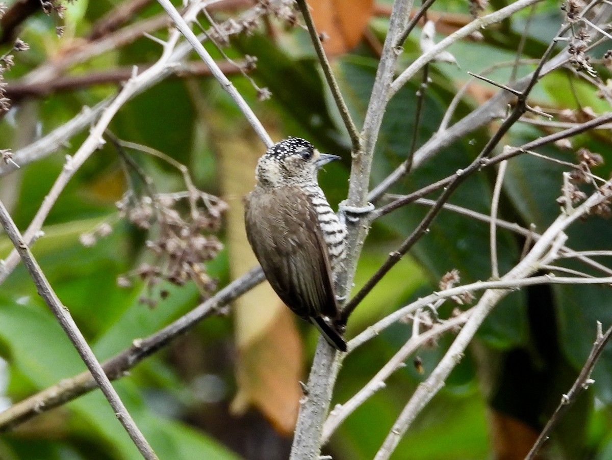 White-barred Piculet - ML160200531