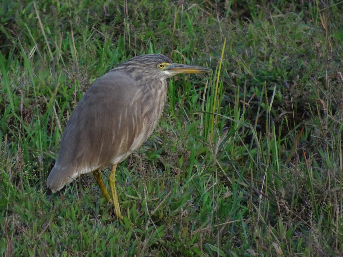 Indian Pond-Heron - Ramit Singal