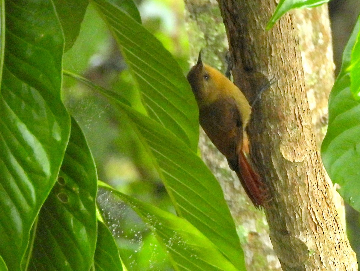 Olivaceous Woodcreeper (Olivaceous) - ML160201151