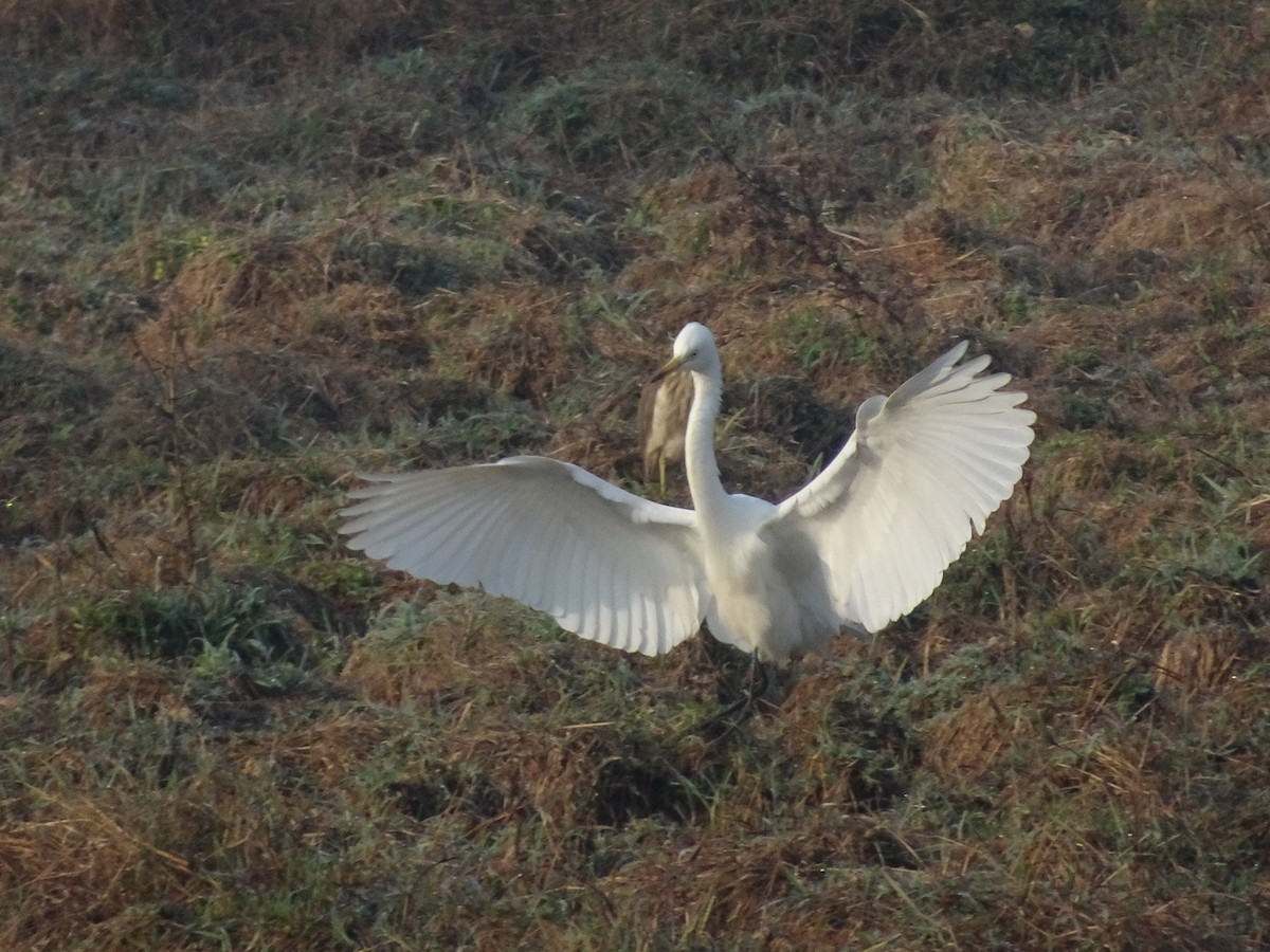 Medium Egret - Ramit Singal