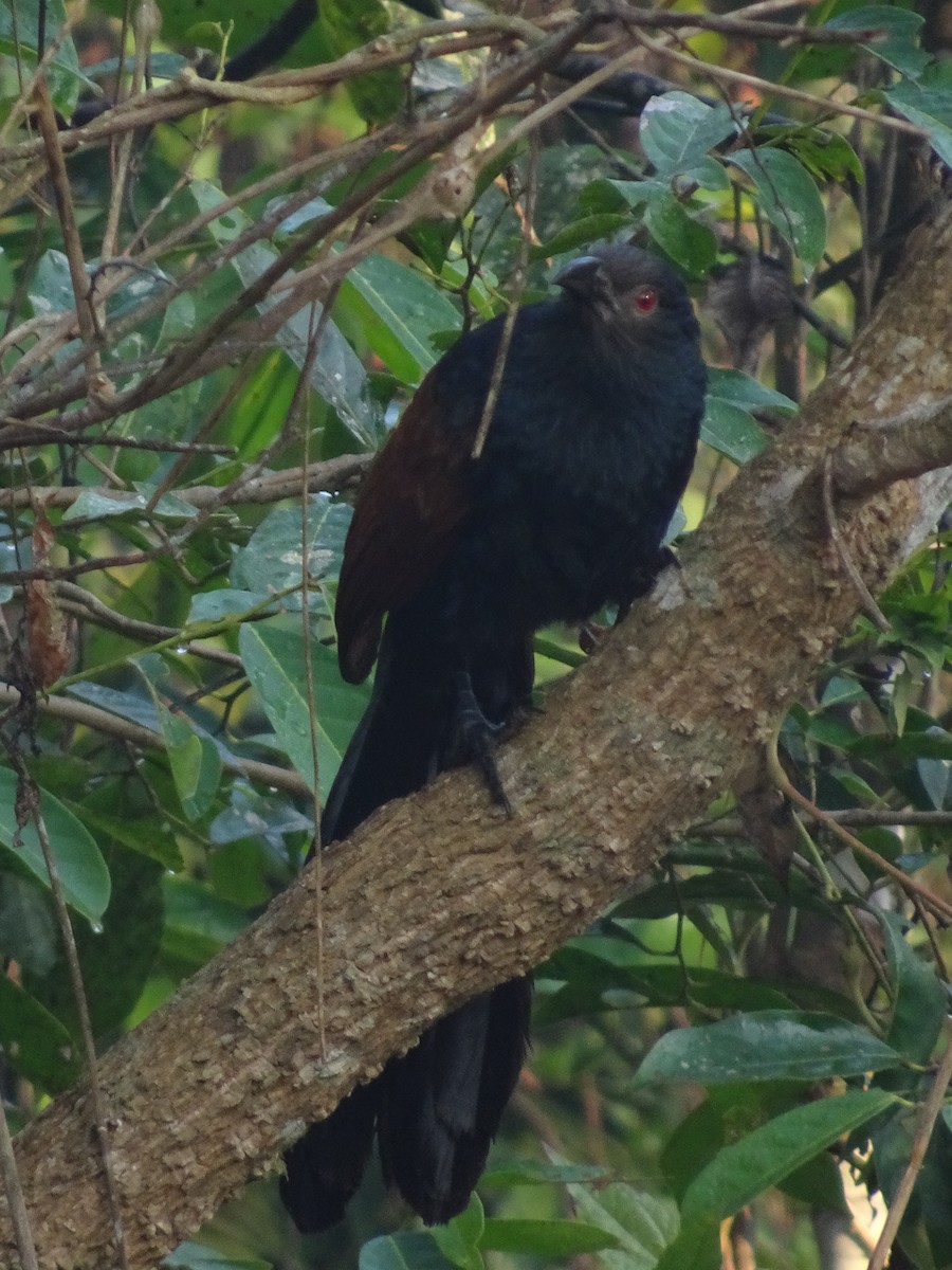Greater Coucal - ML160201691