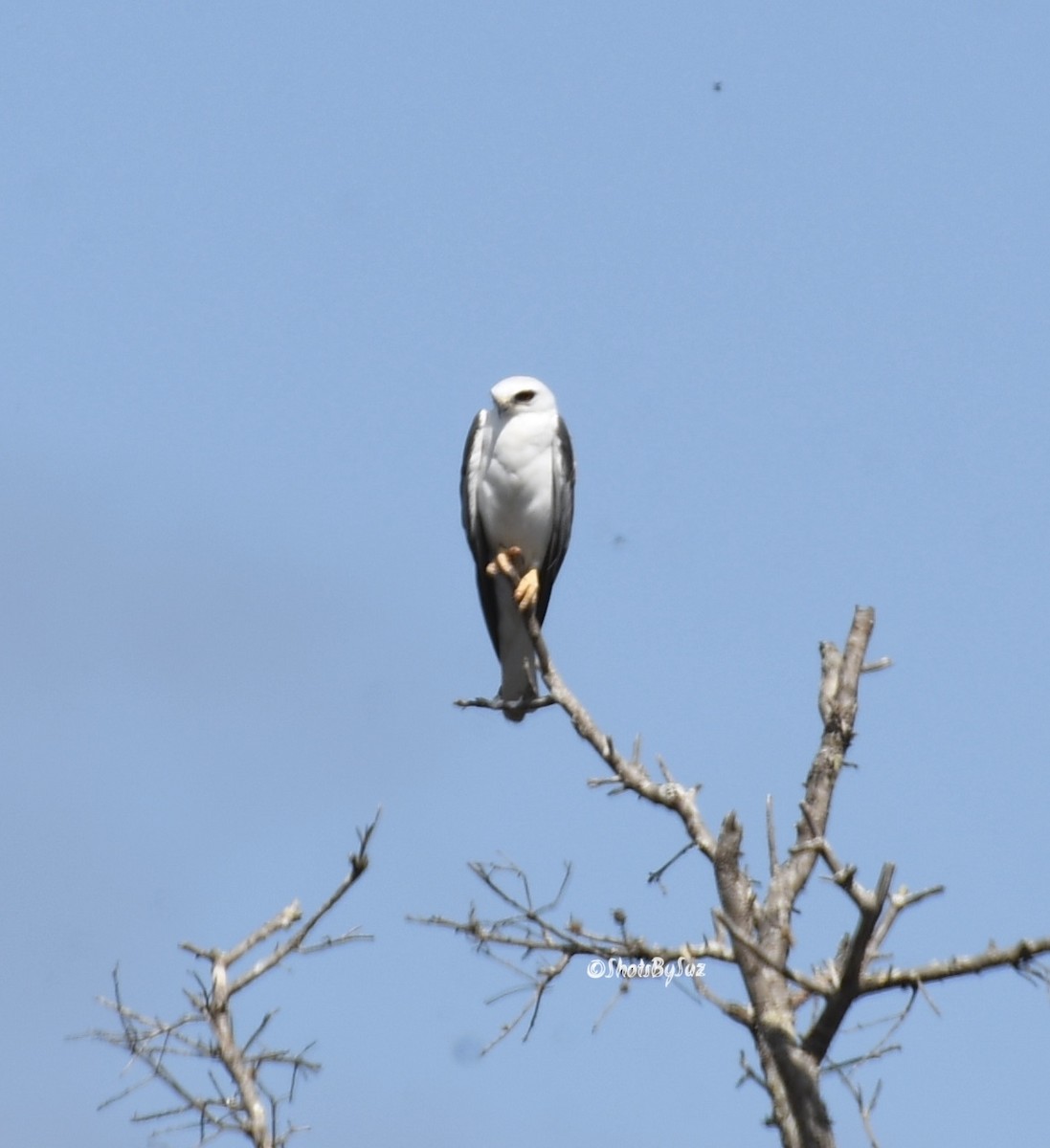 White-tailed Kite - Suzanne Zuckerman