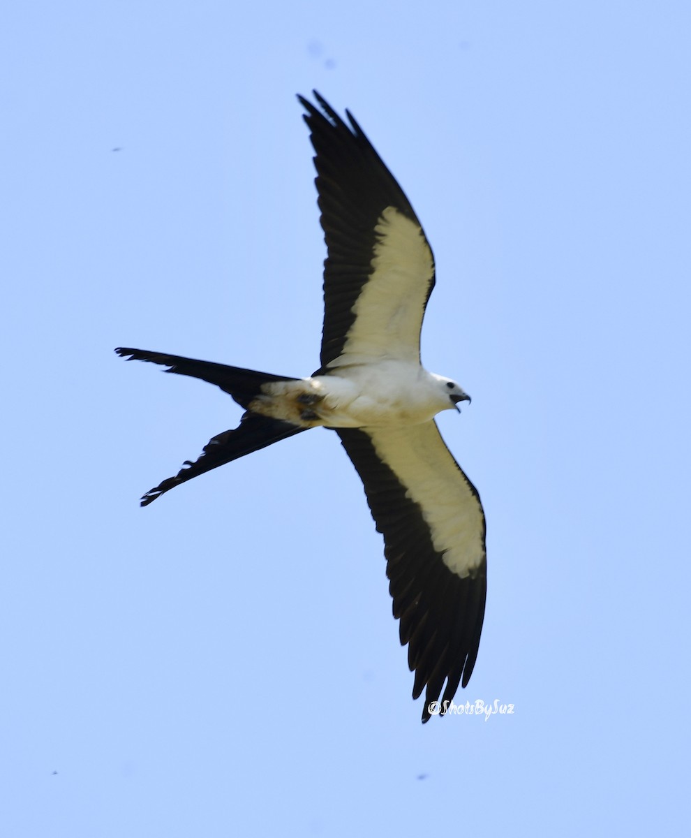 Swallow-tailed Kite - ML160203211