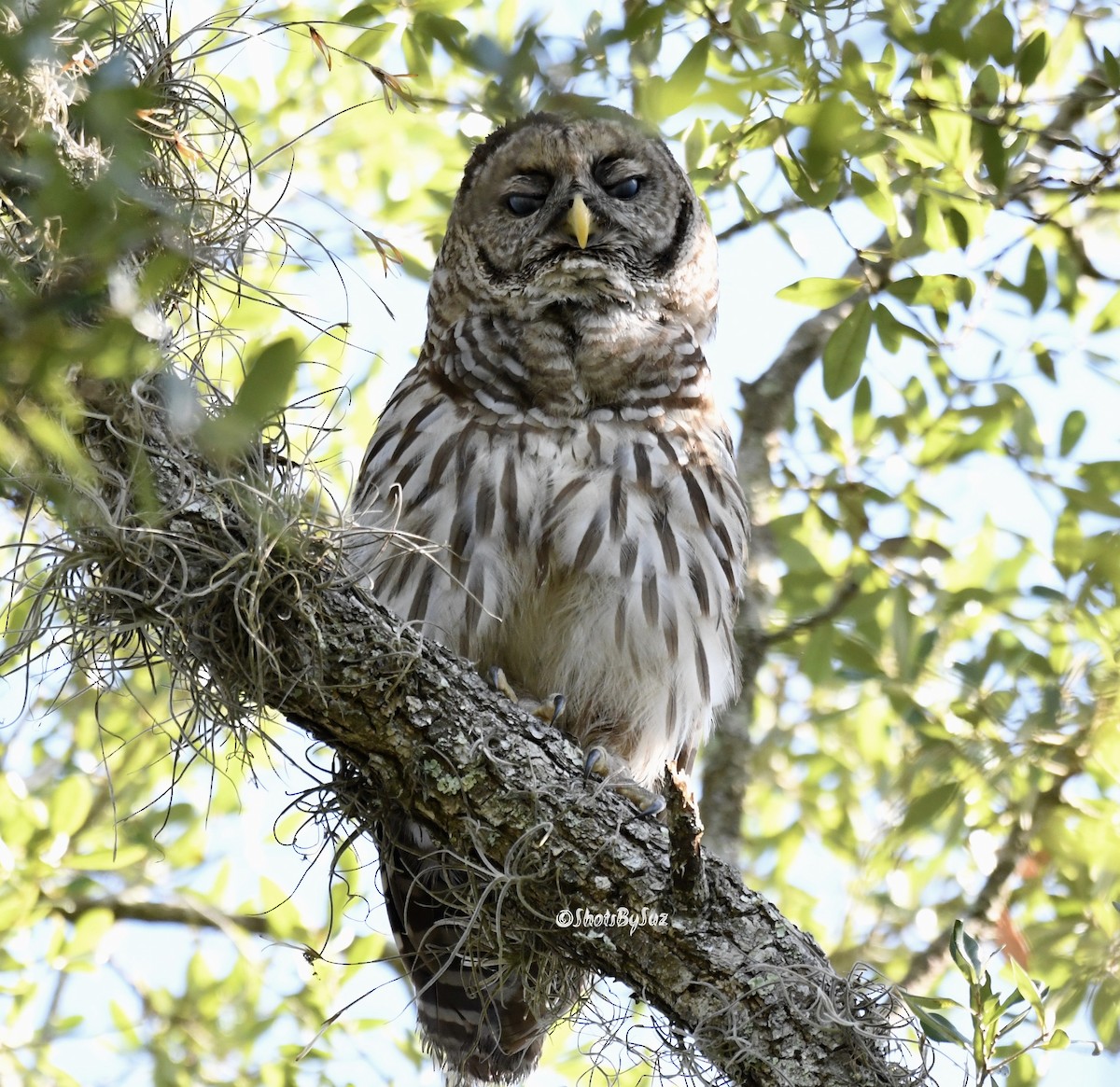 Barred Owl - ML160203331
