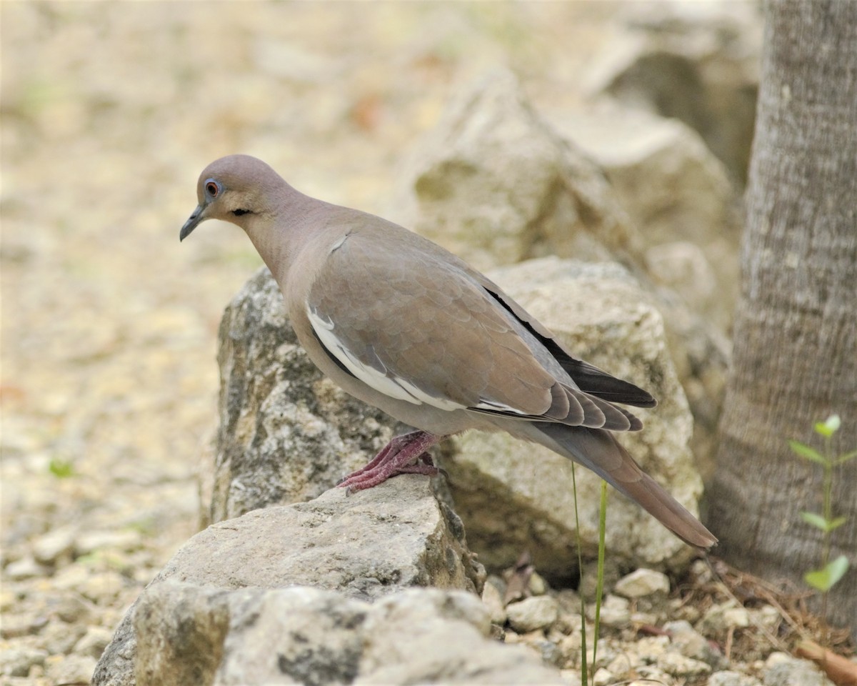 White-winged Dove - Heather Pickard