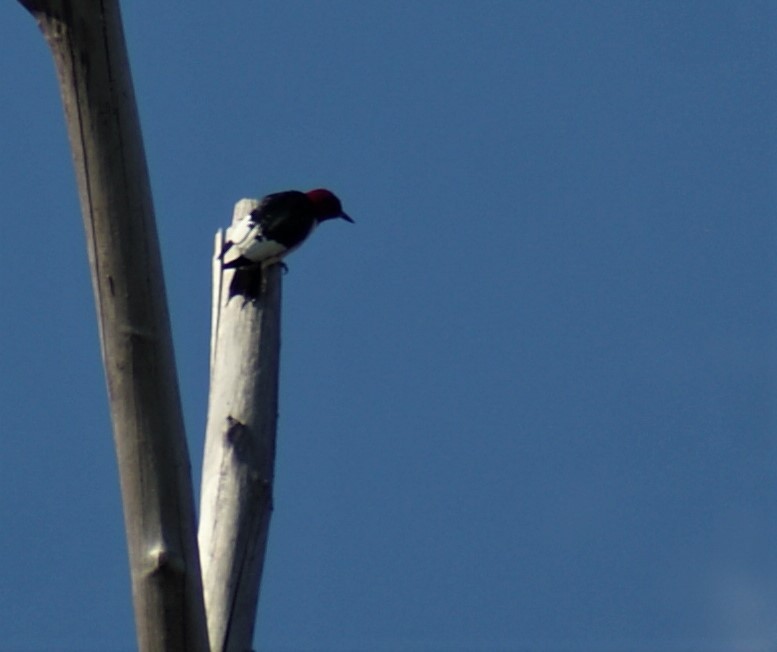 Red-headed Woodpecker - ML160206991