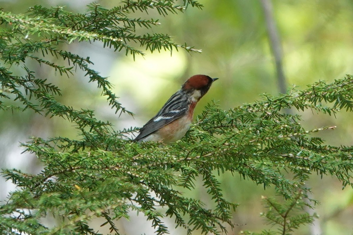 Bay-breasted Warbler - Clem Nilan