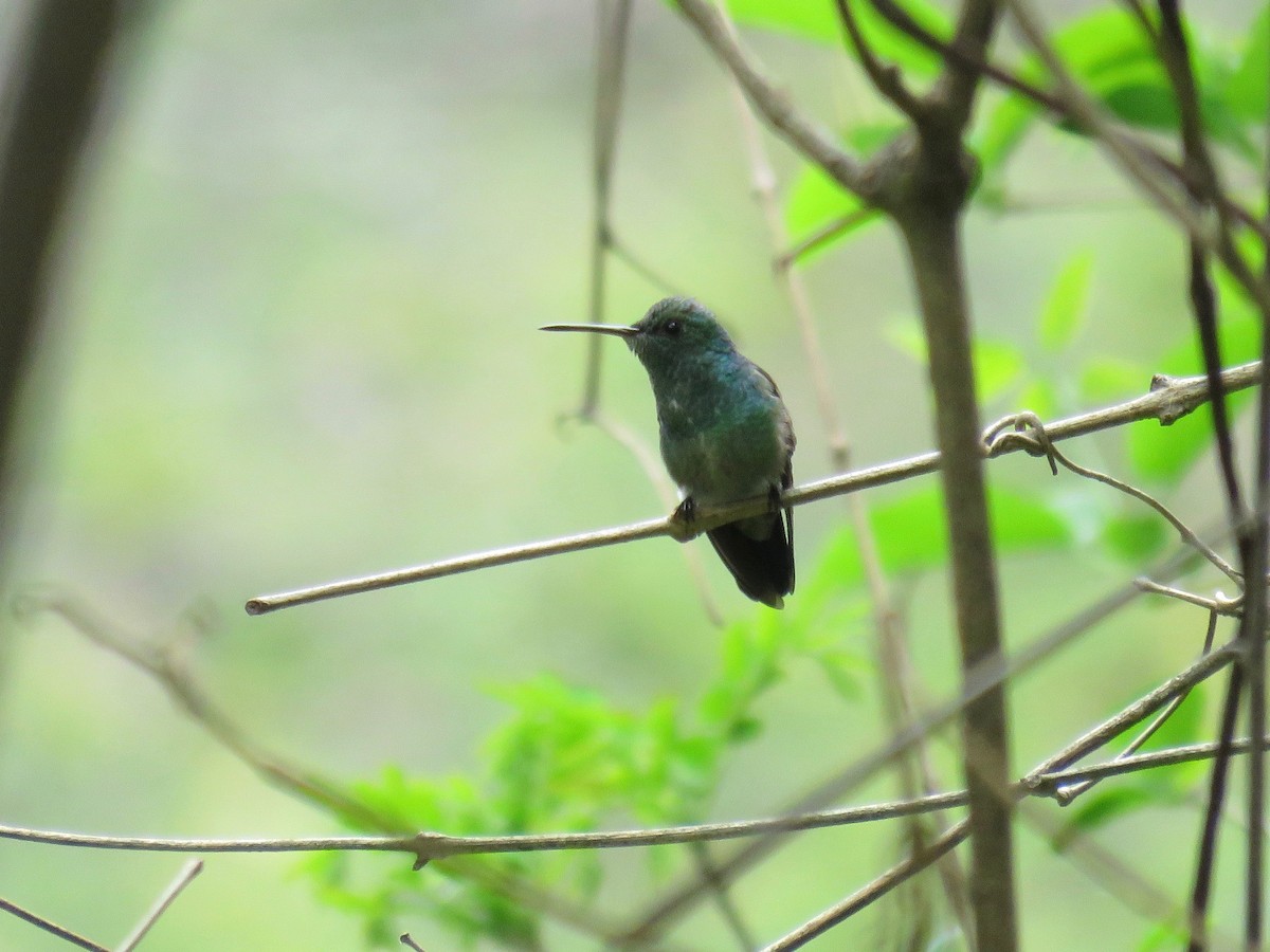 Blue-tailed Hummingbird - ML160209671