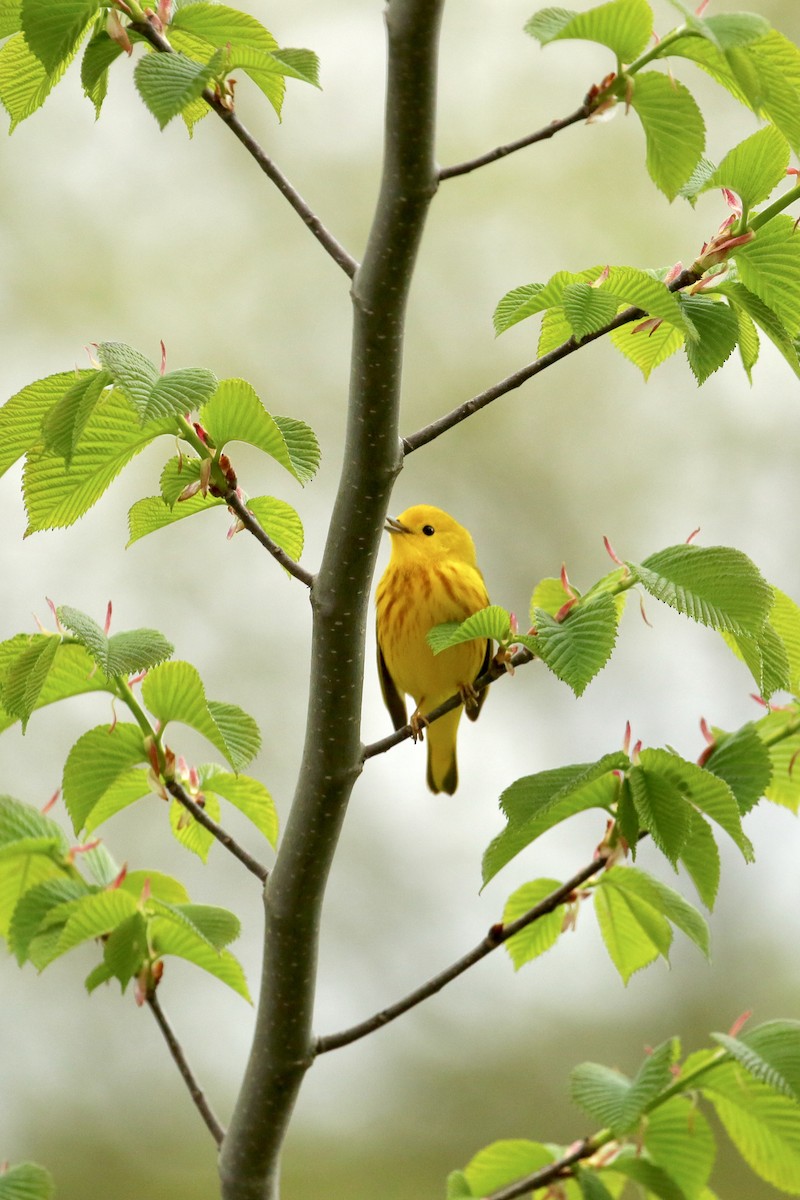 Yellow Warbler - Andrea Lyttle