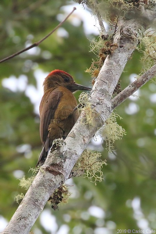 Smoky-brown Woodpecker - ML160215651