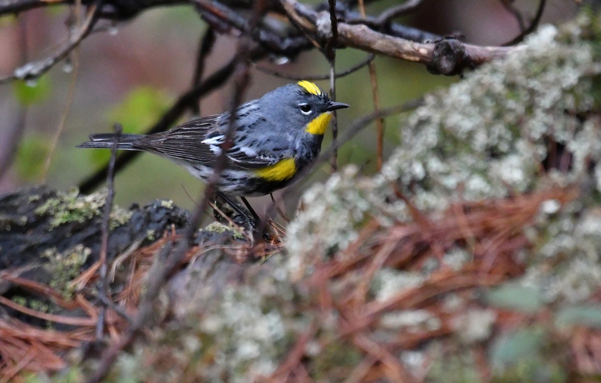 Yellow-rumped Warbler (Audubon's) - WI admin