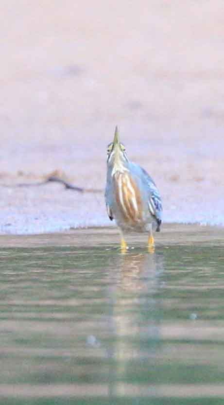 Striated Heron - James Timmons